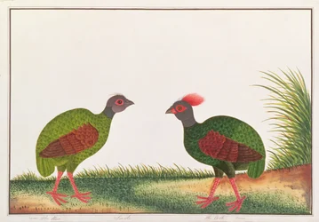 Crested Wood-partridge, Hen and Cock, from Drawings of Birds from Malacca, c.1805-18
